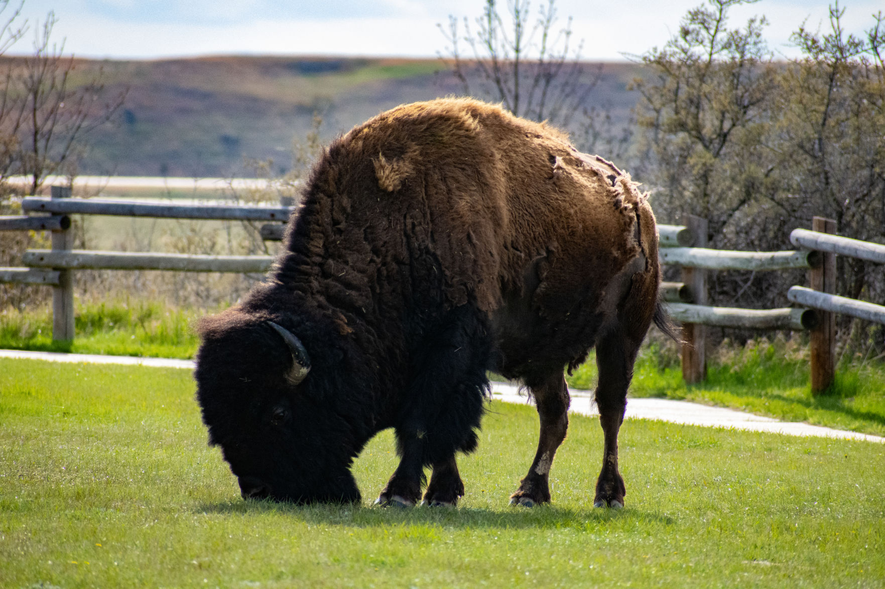 Tyson the Bison